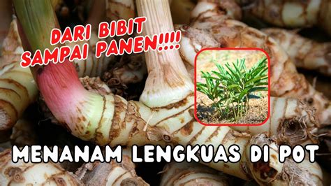 Cara Menanam Lengkuas Sampai Panen Dengan Cepat Cara Menanam Dan