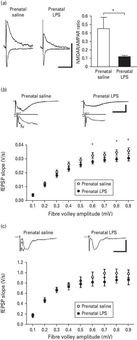 N Methyl D Aspartate Receptor Nmdar Function Is Decreased In Prenatal