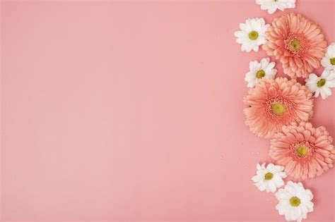 Download Pink Background With Daisies And Gerbera Flowers For Free En 2020 Con Imágenes