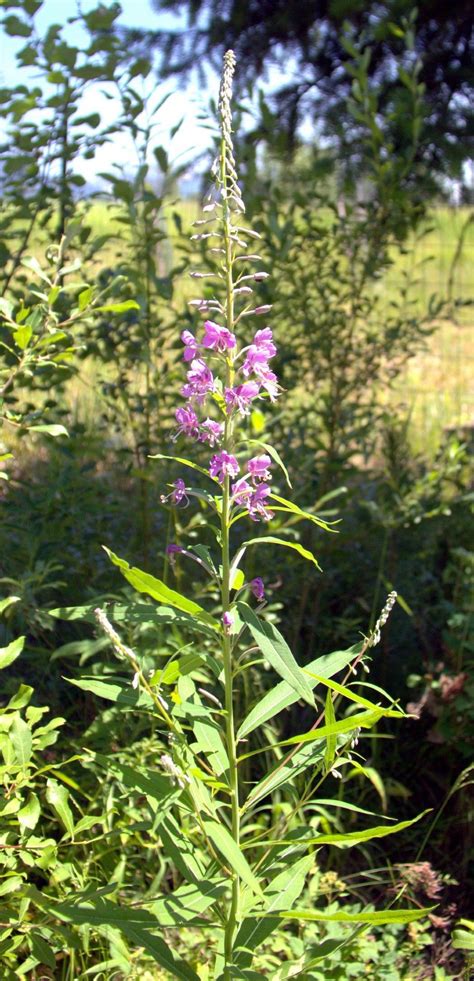 Fireweed Magenta Flowers Parts Of A Flower Doodle Inspiration Tree