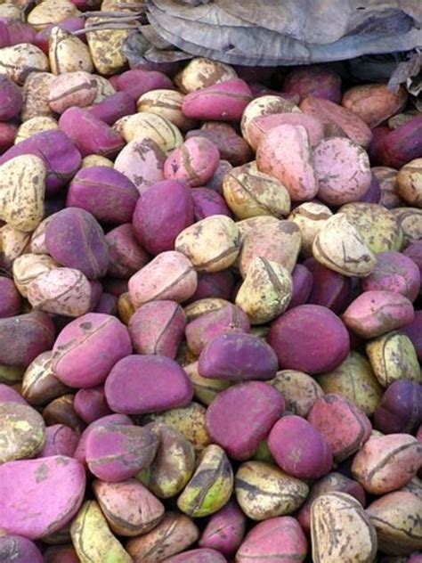 Symbolic Nature And Essential Tradition Of Kola Nuts Among The Igbos In