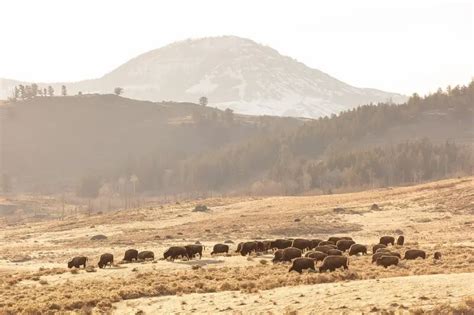 American Bison - Facts, Diet, Habitat & Pictures on Animalia.bio