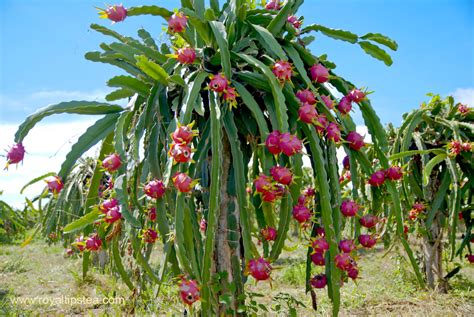 Fruta del dragón o pitaya qué es uso propiedades Blog Royal Tips