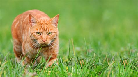 Cat Hunting Behaviours: The Truth Behind the 'Gifts' | Purina