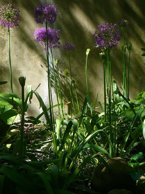 Allium flowers | Allium flowers, Flower garden, Flowers photography