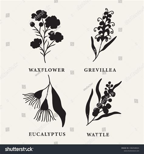 Australian Native Flowers Drawing: Over 1,058 Royalty-Free Licensable ...