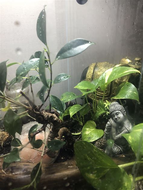 Can anyone explain what these tiny fly/nat like things are in my