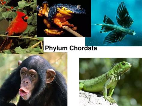 Phylum Chordata Examples