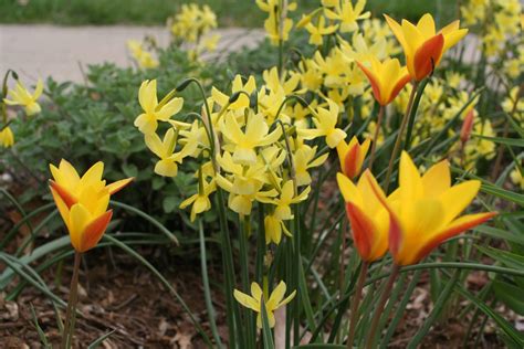 Magical Miniature Daffodils – Black Gold