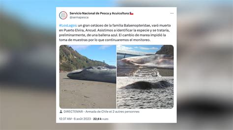 Chili une baleine bleue retrouvée échouée sur une plage CNEWS