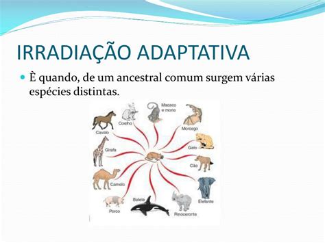 O Que É Irradiação Adaptativa - O Que é Irradiação Adaptativa - RETOEDU