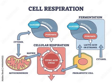 Cellular Respiration Process Diagram