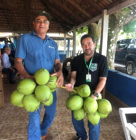 Sistema Faperon Realizou A Entrega De Mudas De Coco Para Produtores