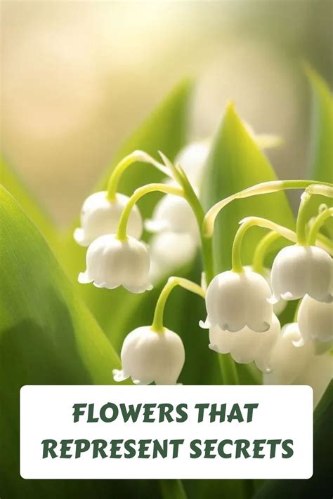 10 flowers that represent secrets mysterious blooms – Artofit