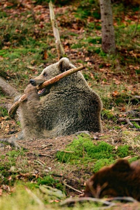 Brown Bear Playing In The Woods With A Wooden Stick Stock Image