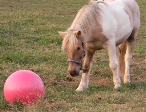 Large Horse Ball Toy/48" Inch Ball Anti-burst Horse Ball/horse Soccer ...