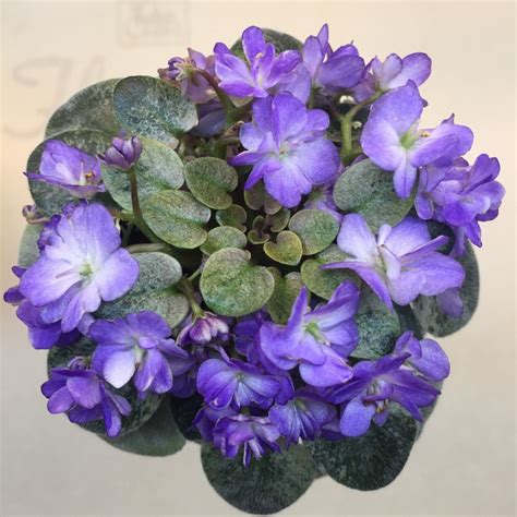 African Violet Rob S Wascally Wabbit Micro Starter Plant Ebay African Violet Starter