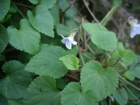 Whiteflower Violet Herb With Root TCM Herbs TCM Wiki