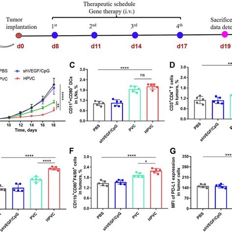 In Vitro Activation Of Bmdcs By Transwell Assay A Strategy For Bmdc