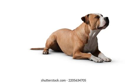 Dog Isolated On White Background Puppy Stock Photo 2205634705 ...