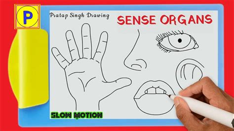 How To Draw Sense Organs Sense Organs Drawing Five Sense Organs