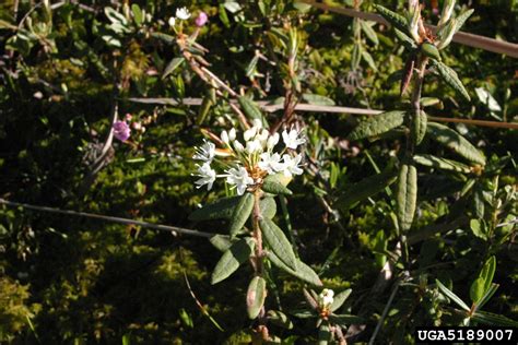 Labrador Tea Ledum Groenlandicum