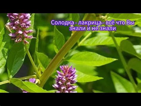 Солодка - лакрица. Целебный отвар и настой солодки. Полезные свойства и ...