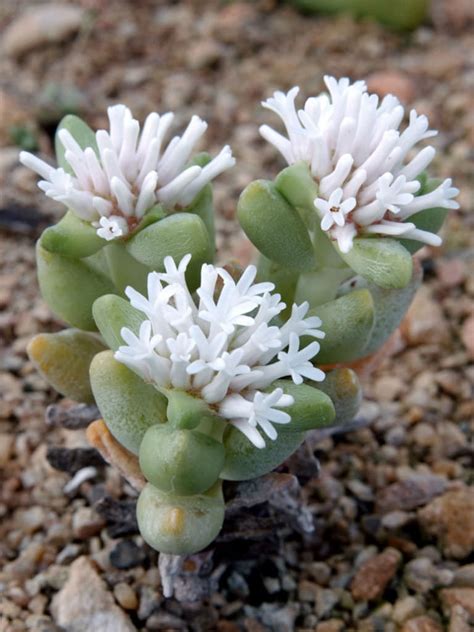 Crassula Congesta World Of Succulents