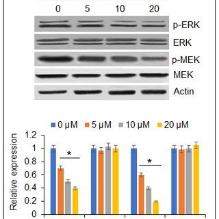 Isoalantolactone Blocks Mek Erk Pathway Western Blots Displaying The