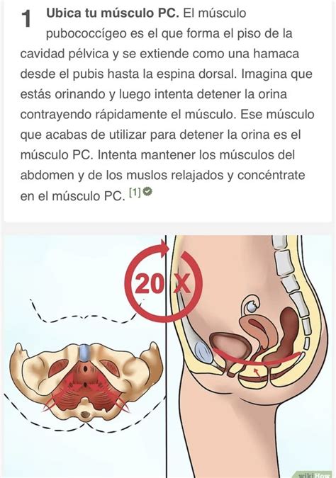 Qu Es El M Sculo Pubocox Geo Y C Mo Fortalecerlo Quora