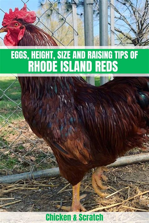 Rhode Island Red Chicken: Eggs, Height, Size and Raising Tips