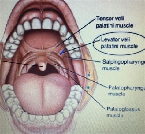 Muscles Of The Soft Palate Flashcards Quizlet