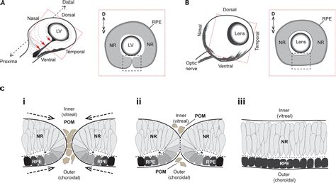 Frontiers Closing The Gap Mechanisms Of Epithelial Fusion During