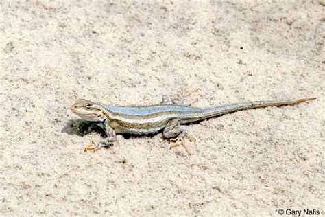 Southwestern Fence Lizard Sceloporus Cowlesi