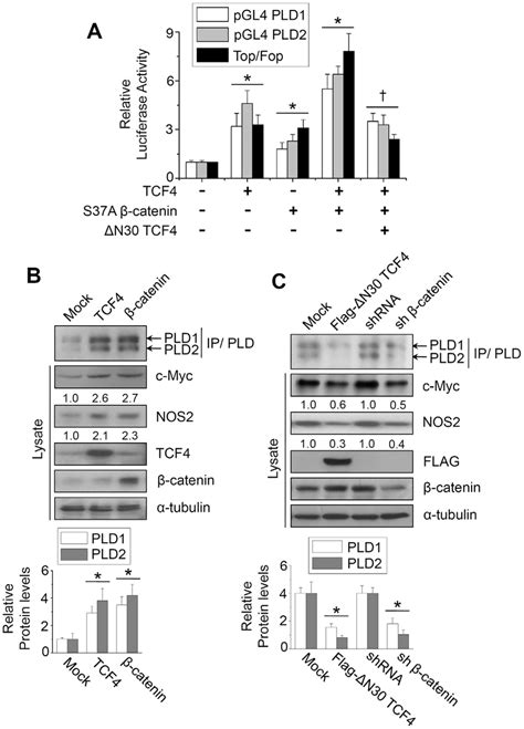 B Catenin And Tcf Enhance The Promoter Activities And Protein Levels