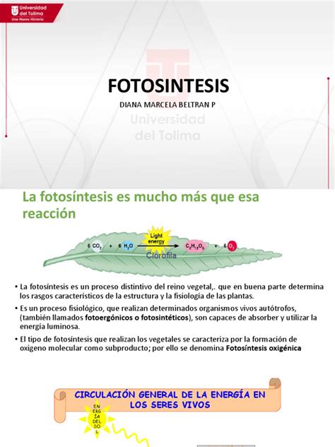 Fotosintesis | PDF | Fotosíntesis | Fotoquímica