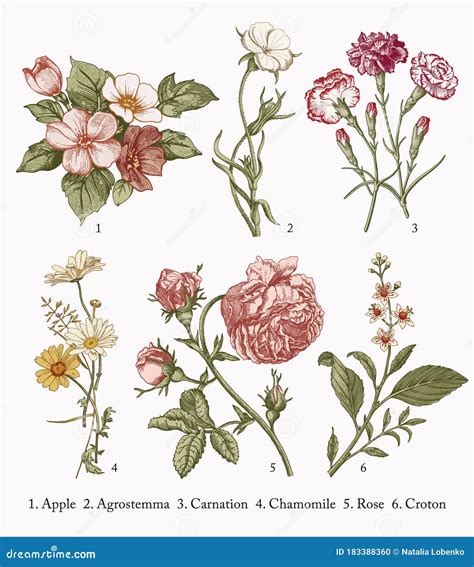 Carnation 图库插画、矢量和剪贴画 41 图库插画