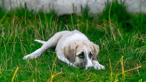 How Do Dogs Get Parvo? | Symptoms, Treatment and Prevention of CPV