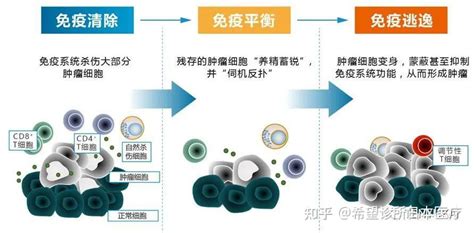 什么是细胞免疫疗法？ 知乎