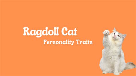 Personality Traits of Ragdoll Cats - Exclusive Ragdolls