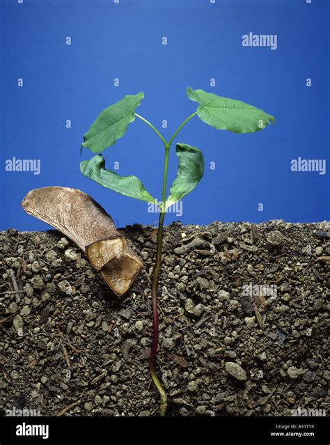 MAPLE SEED (ACER SP.) GERMINATING / NOTE TYPICAL WINGED SEED COAT Stock ...