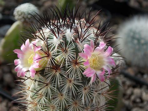 Mammillaria Microhelia Werderm Plants Of The World Online Kew Science