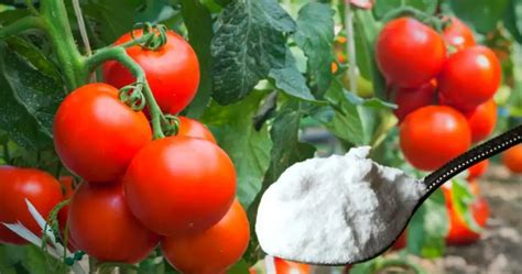 Por qué se deben rociar las plantas de tomate con bicarbonato de sodio