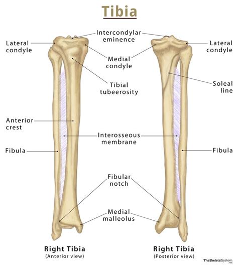 Tibia Bone Location