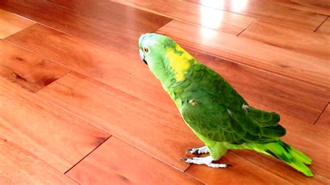 This Parrot's Laughter is so Contagious, You'll Have to Laugh Yourself!