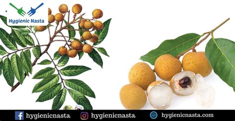 Benefits Of Longan Fruit - Hygienic Food