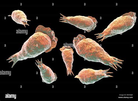 Cerveau Manger Amibe Naegleria Fowleri Des Protozoaires Dans Trophozite Forme Illustration De L
