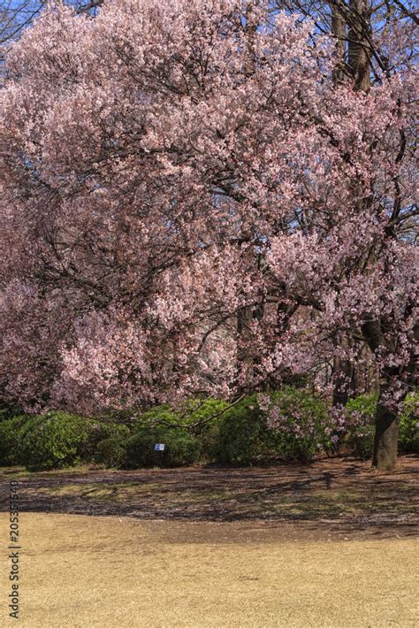 Cherry blossom in Tokyo Stock Photo | Adobe Stock