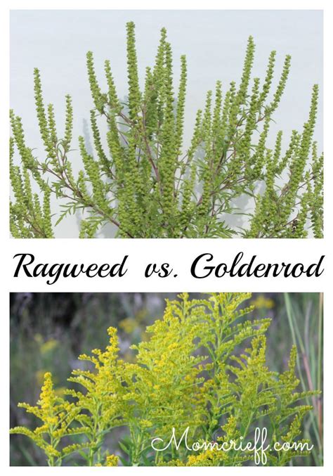 Ragweed – Identifying Ragweed vs. Goldenrod