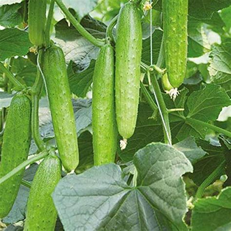 Golden Hills Farm Avg 100 241 Seeds Desi Variety Cucumber Seeds